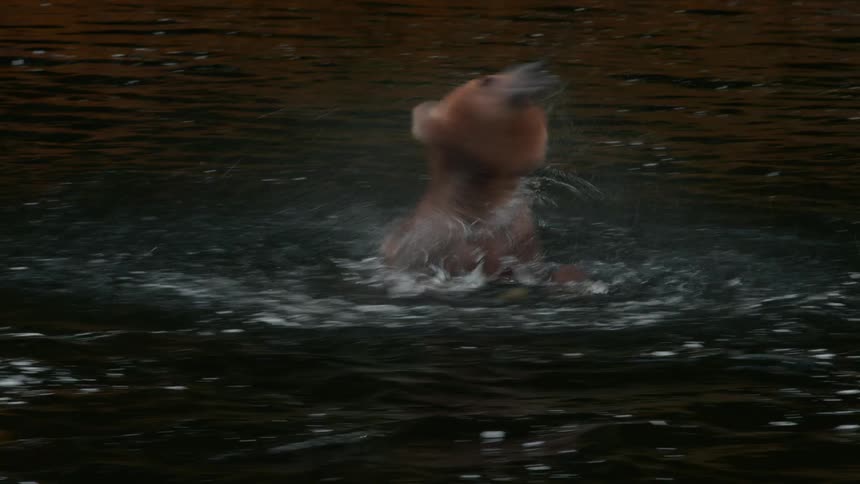 A brown bear swims across a dark calm river in a natural forest setting