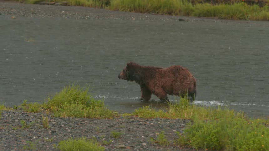 A brown bear walks and sprints in a river during daytime
