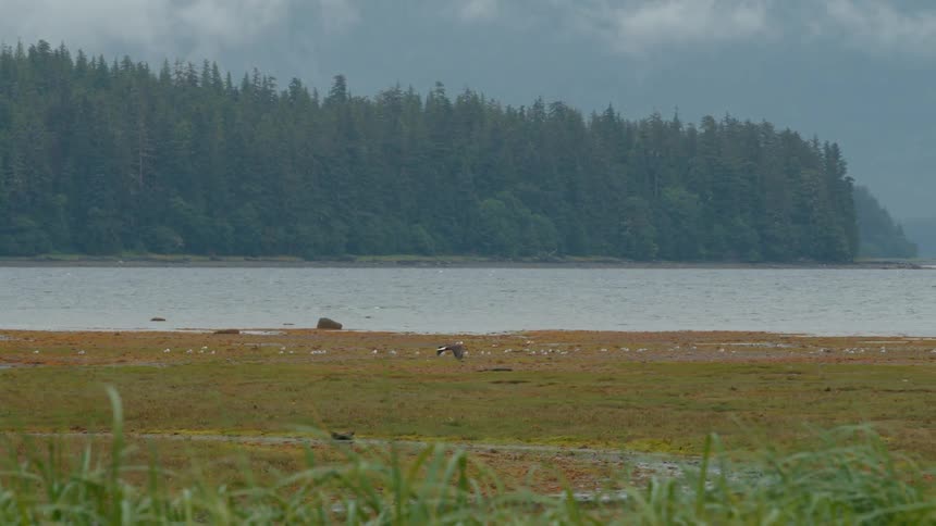 Bear walking in a field by the sea with birds flying