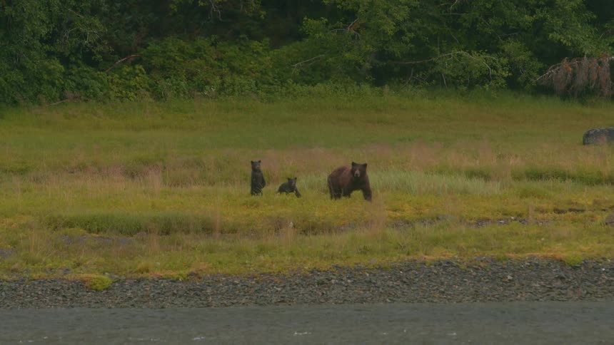 A bear and her two cubs are slowly walking across a field near a forest