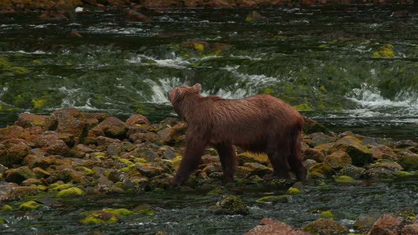 A brown bear walks along the rocky riverbank and stops to drink