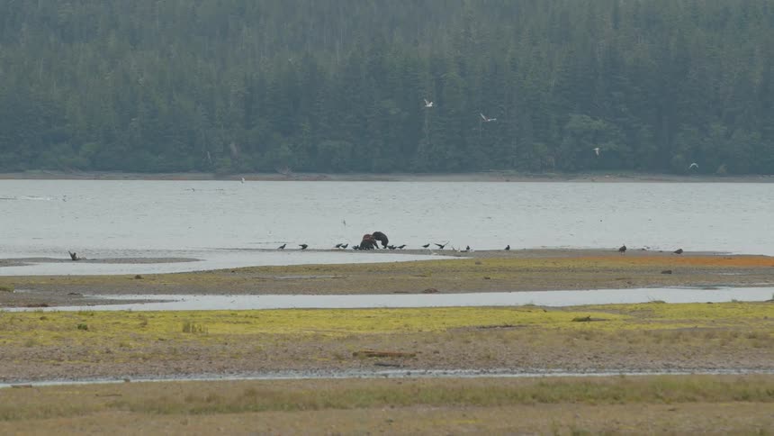 Bears hunt birds for prey along a coastal marshland as the birds circle and scatter overhead