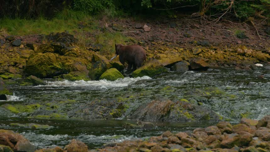A bear runs through a shallow forest stream surrounded by rocky banks and dense greenery