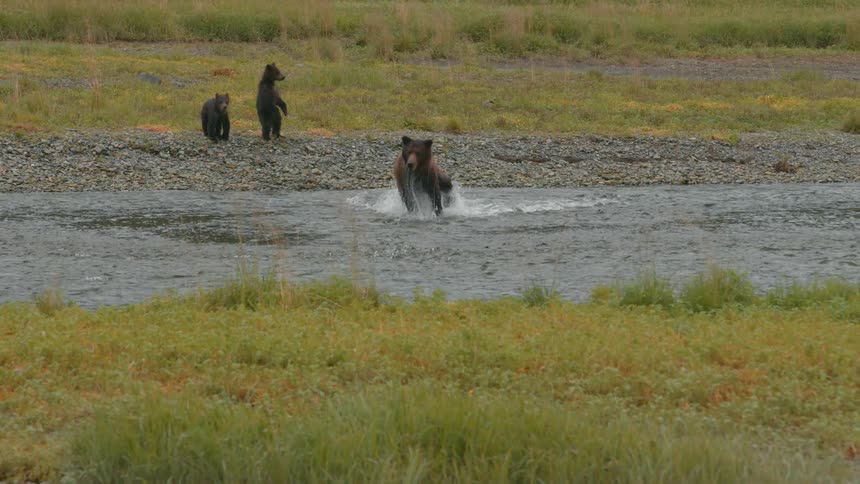 Bear cubs chase after their parent as it runs into the stream