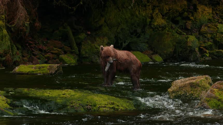 Brown bear running and catching a fish in a river