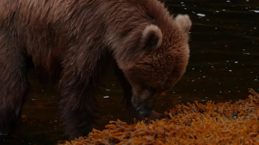 A bear is eating food while standing in a shallow river