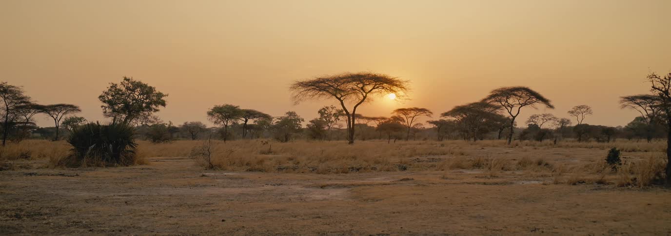 A landscape of a savanna with some trees in the background and an orange sunset in the sky