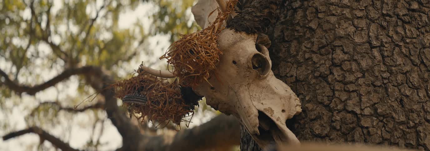 A cow skull is nailed to the tree