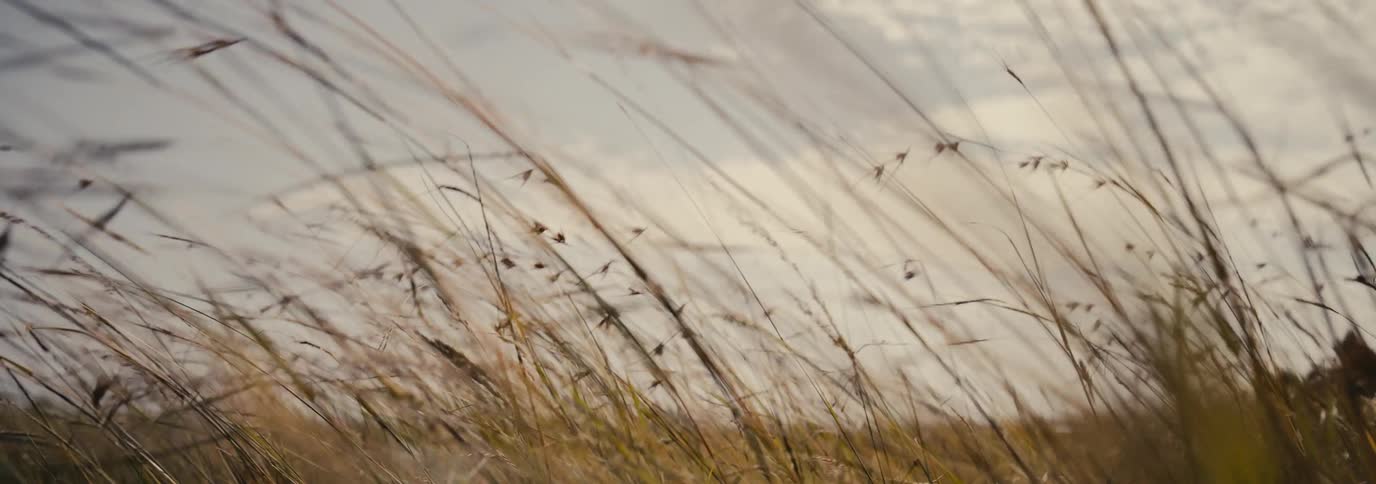 Tall grass and vegetation in a rural field sway in the wind under a cloudy sky
