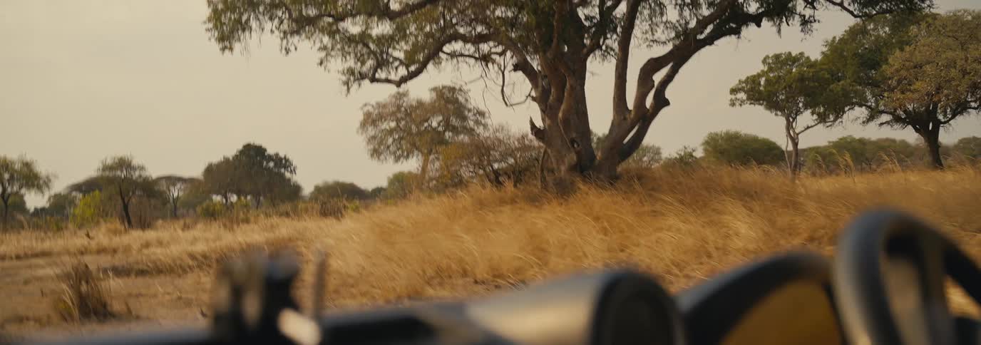 A person drives through a dry savanna landscape with tall grass and scattered trees under a clear sky