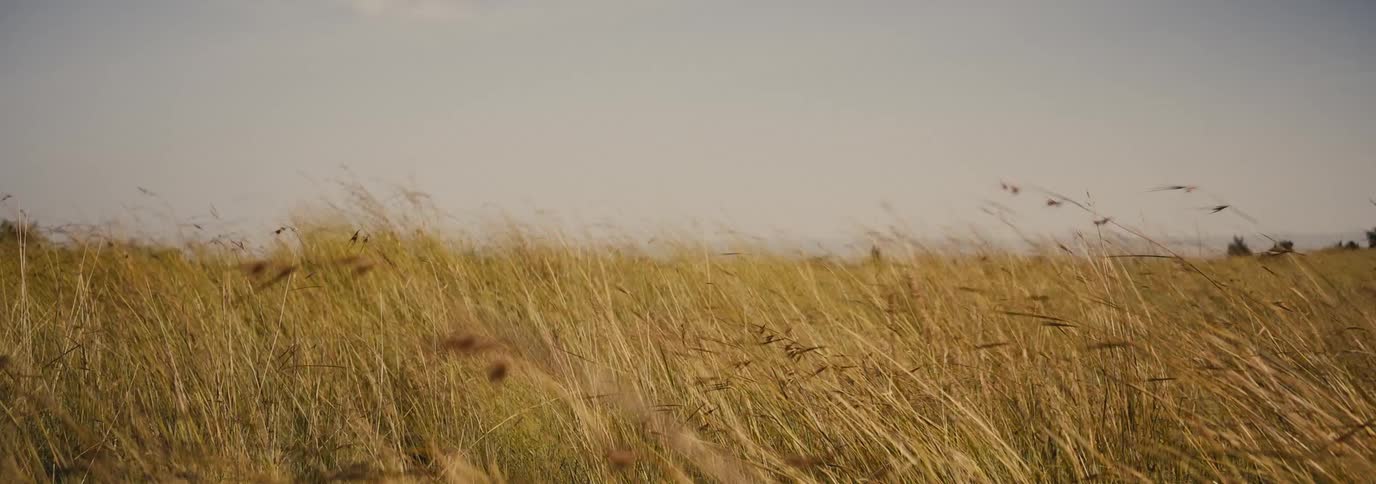 Tall dry grass sways in the wind across a wide open plain under a clear sky