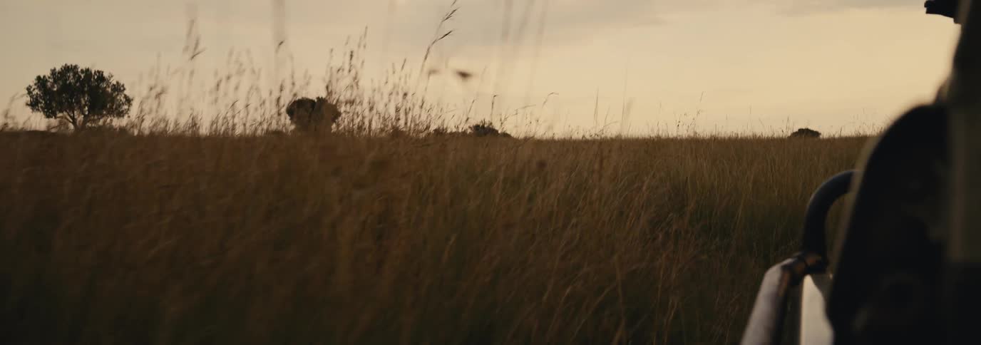 A car drives along a road beside a grassland on a cloudy day