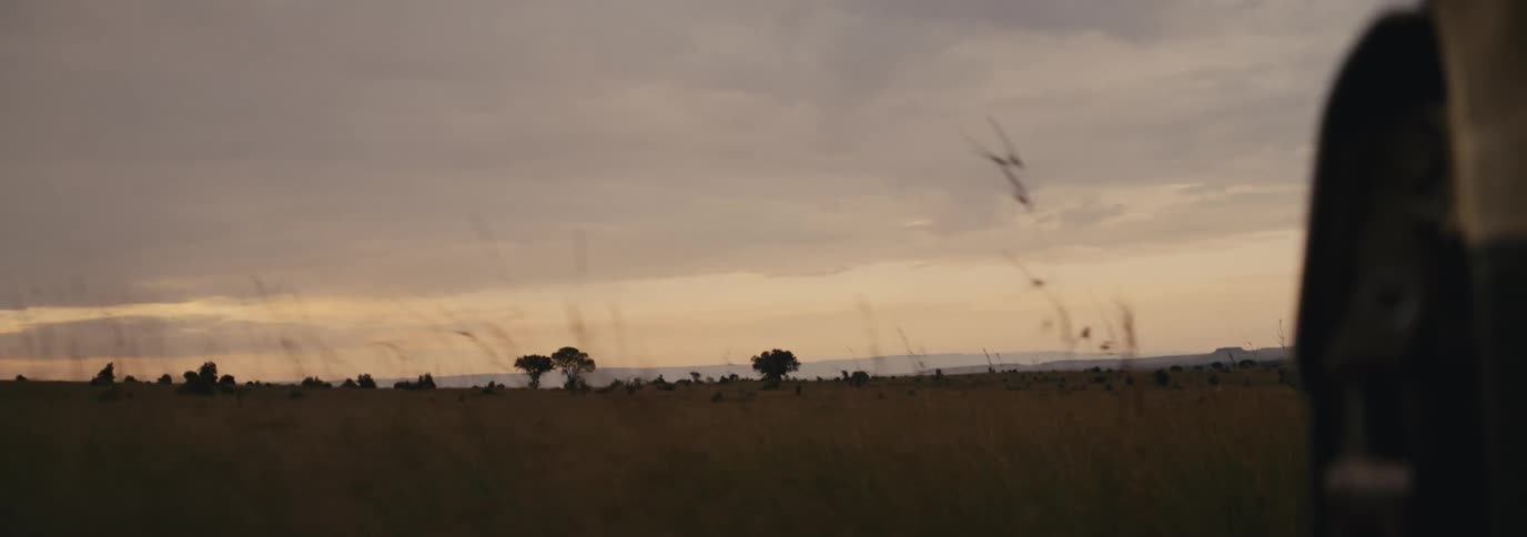 The long field is full of tall grass