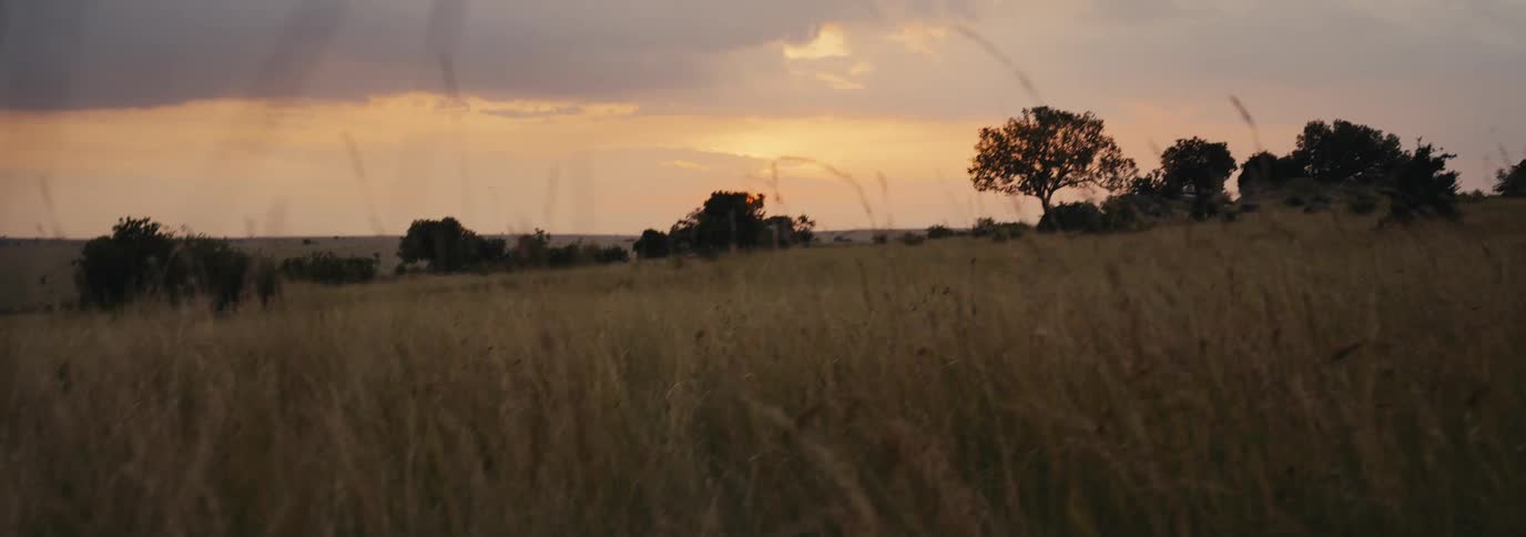 A grassland surrounded by a few trees at dusk with dark clouds looming over the horizon