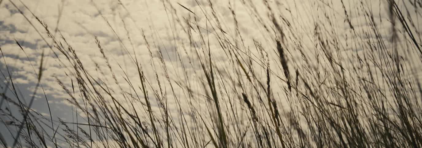 Several pieces of grass moving in the wind on a day with the sky full of white clouds