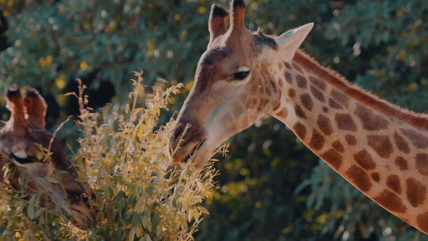 Two giraffes are feeding on a plant with small leaves on a sunny day
