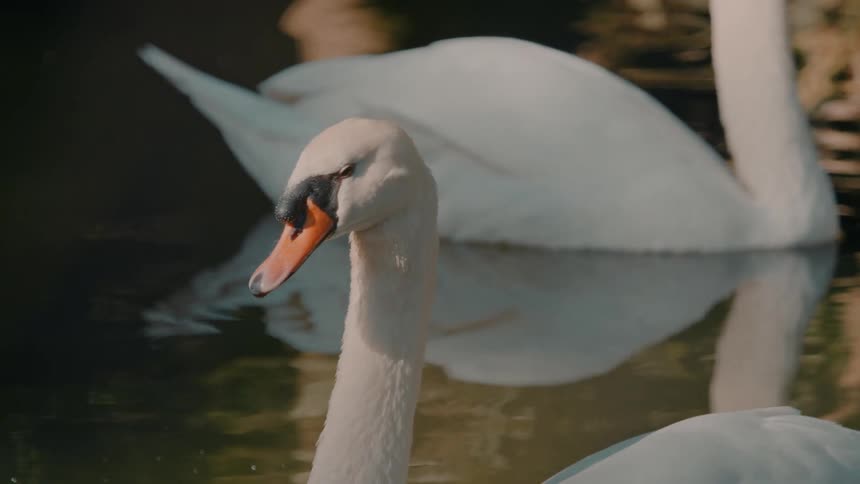 A series of swans swim on a river at midday