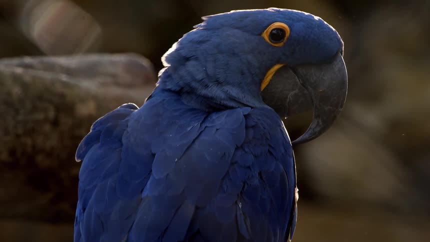 Close up of a blue parrot outdoors during daytime