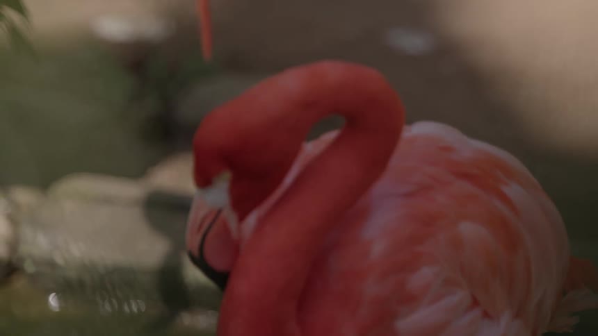 A pink flamingo is grooming its feathers in the wilderness