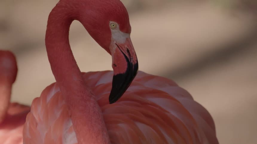 A flamingo stands in the wild looking left and right