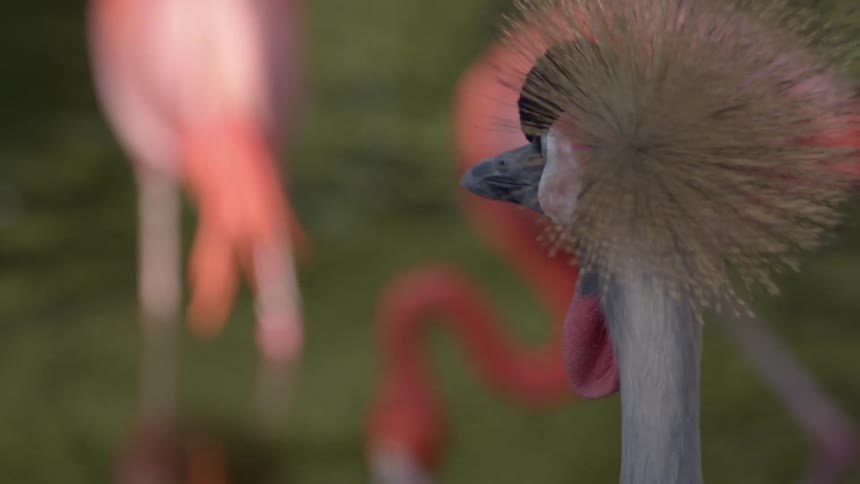 Flamingos standing in water and drinking water outdoors