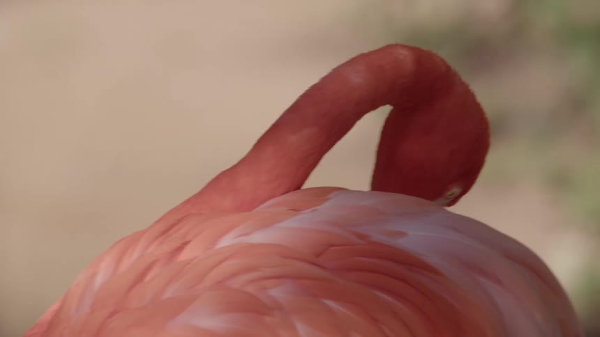 Close up of a flamingo in the wild