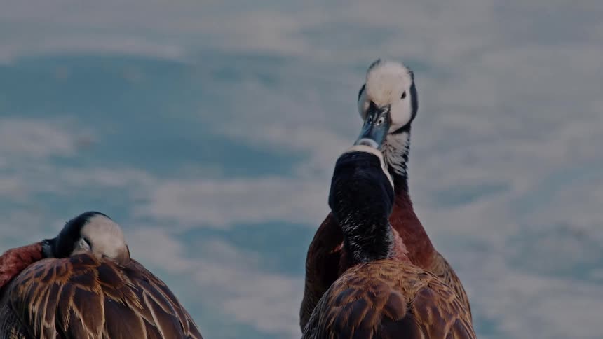 A series of ducks are gathered by the riverside
