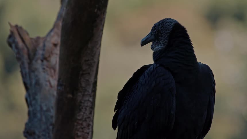 A vulture is perched on a tree in the jungle at midday