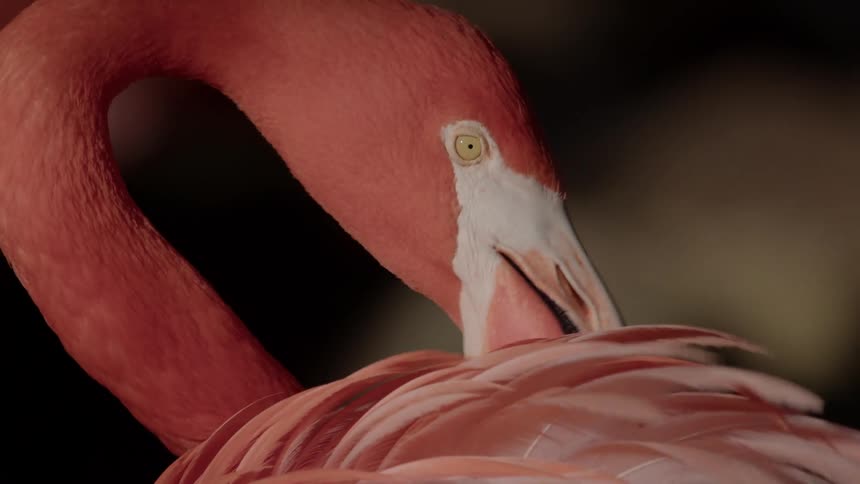 A flamingo preens its feathers with its beak standing in profile against a dark background