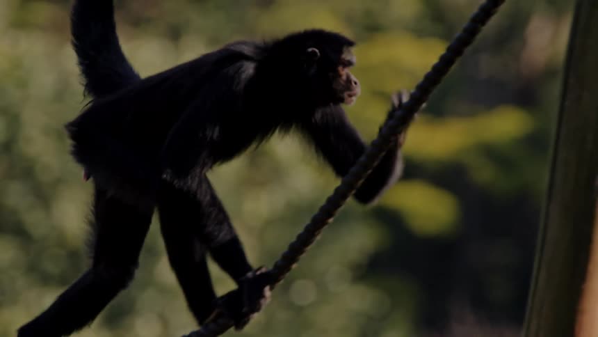 A monkey moving from one tied rope to another at midday