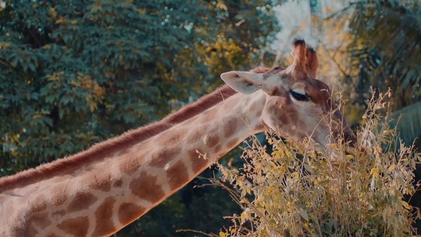 A giraffe is grazing on tall vegetation in a lush natural environment