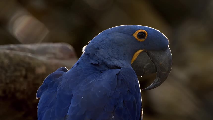 A blue parrot looks around at its surroundings in the forest