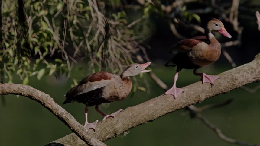 A group of ducks standing on a tree branch above the river