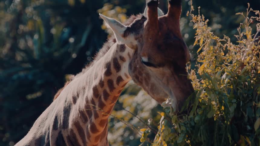 A giraffe is grazing on leaves from a bush in a sunlit natural setting