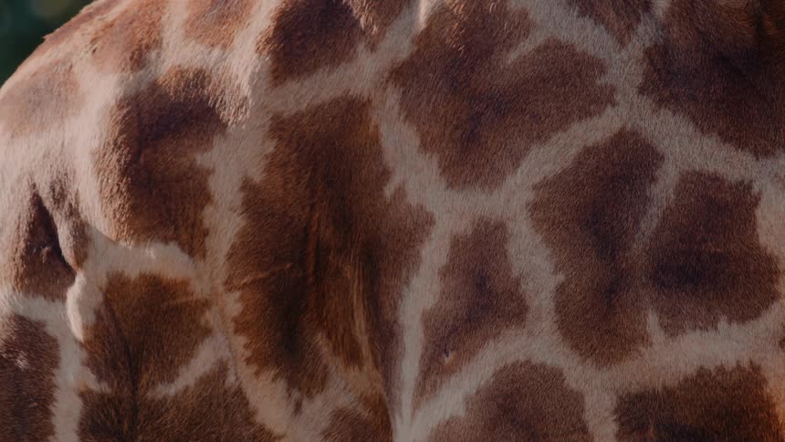 The sun reflects off the spots on the fur of a giraffe