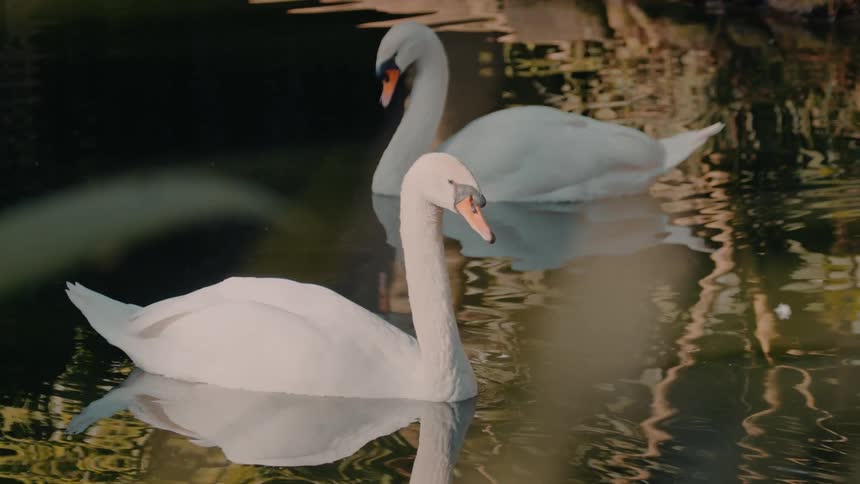 Two white swans glide calmly across a reflective pond surrounded by natural foliage