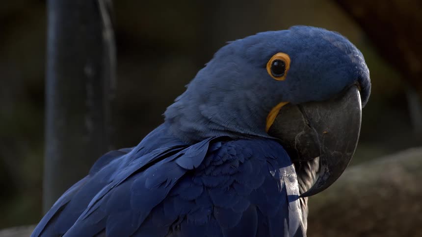 A vibrant blue parrot looks directly at the camera in a natural outdoor setting