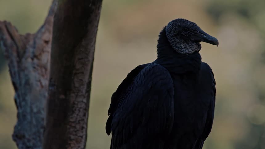 Black bird on a log outdoors