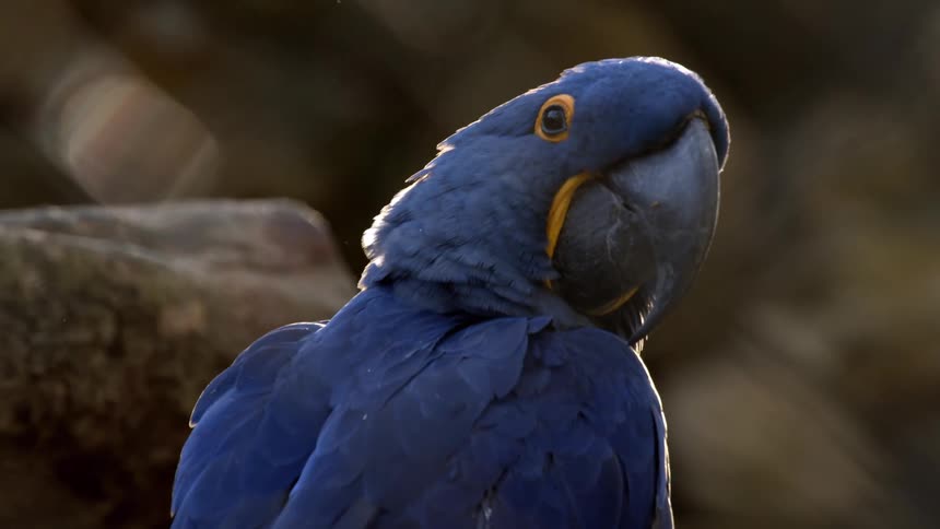 Close up of a blue parrot perched outdoors during daytime