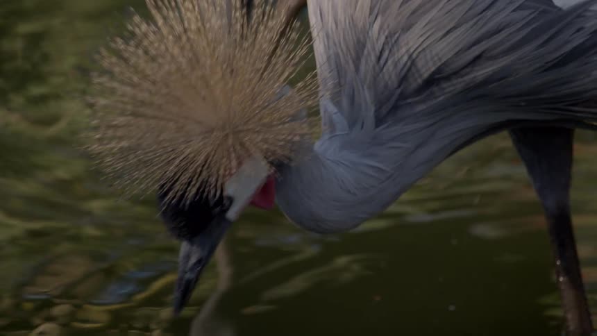 A bird is pecking at the water