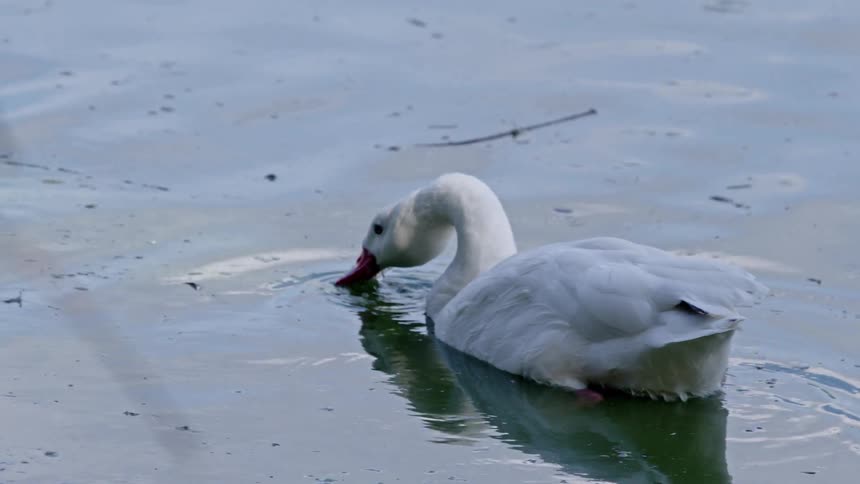 A white duck gently dips its head into calm water near the shore