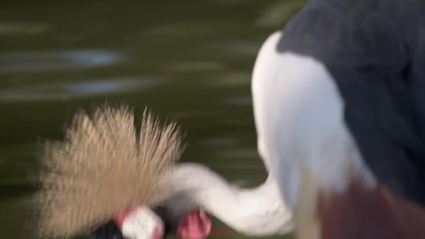 A closeup shot shows a grey crowned crane with an elaborate crest drinking from a pond before a second crane appears beside it
