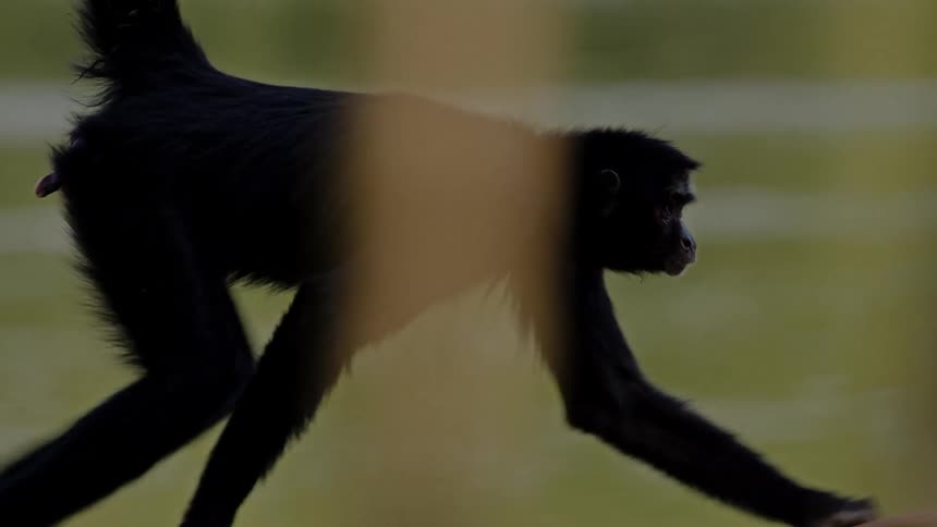 A closeup of an animals fur possibly a primate with the focus on the back and part of the leg captured in a blurred outdoor setting