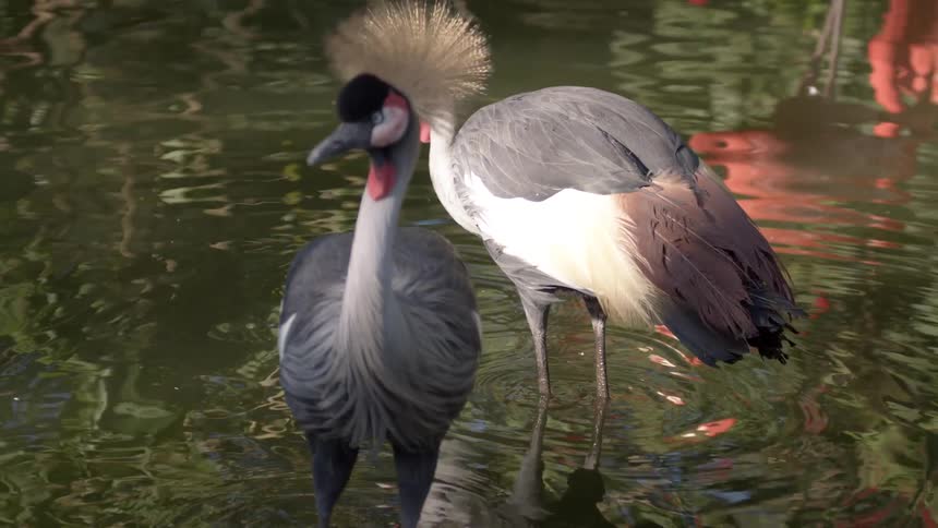 Two crowned cranes stand in shallow water with their reflections visible