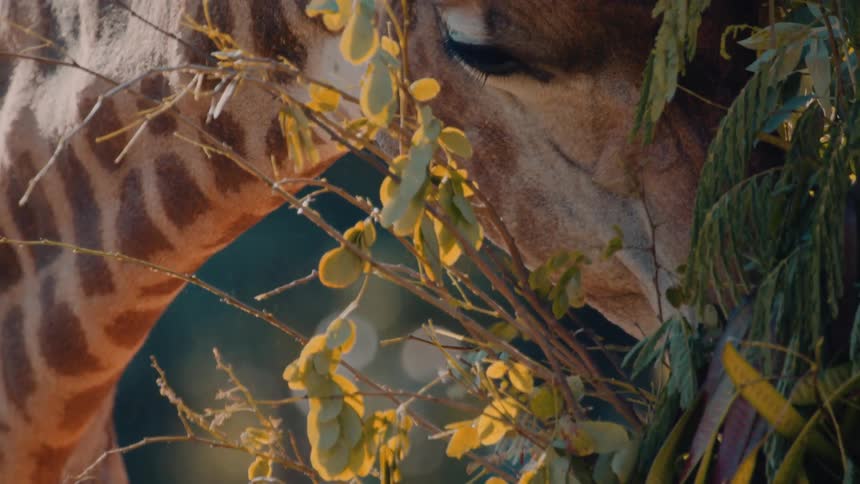 A closeup shot captures a giraffe eating yellowgreen leaves from a tree branch in the warm sunlight