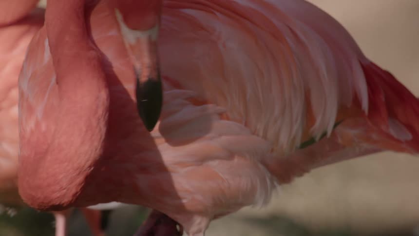 The pink flamingos pick at their feathers