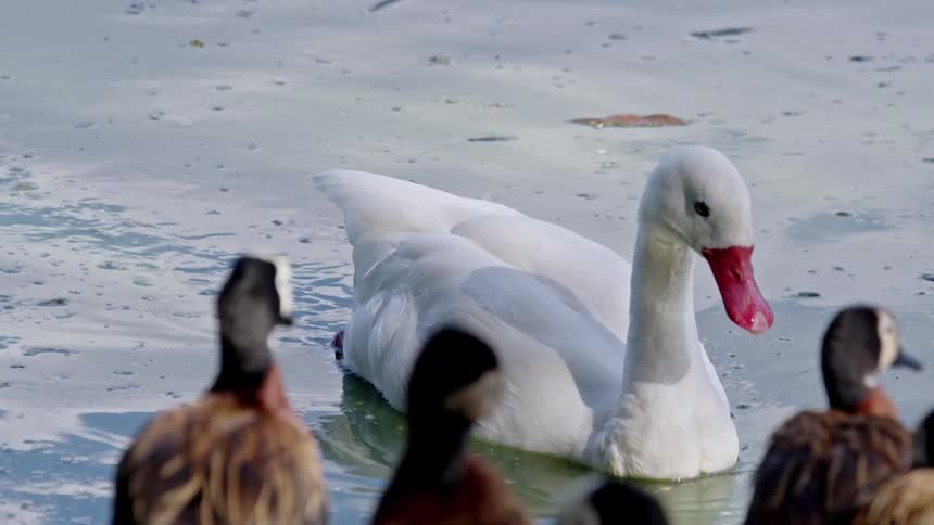 A white duck with a red bill swims among darker ducks in a pond