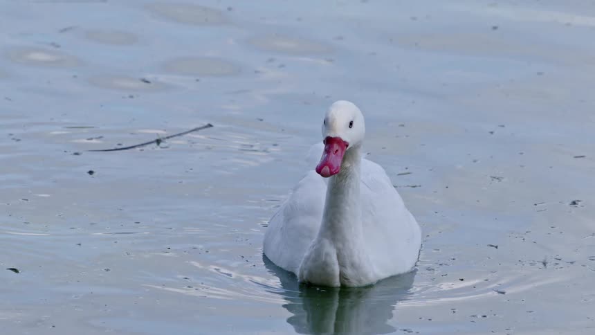 A water bird swims alone in a body of water during midday