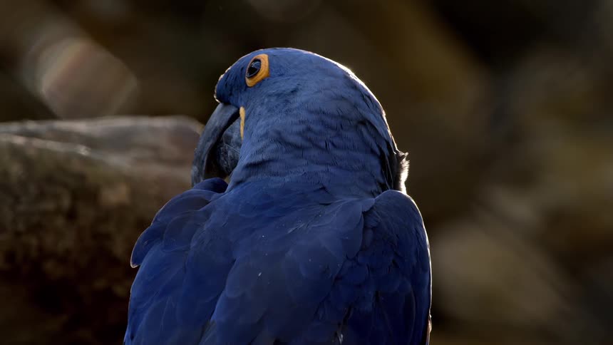 Closeup of a vibrant blue parrot turning its head toward the camera