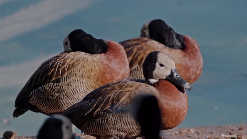 Group of birds by the sea